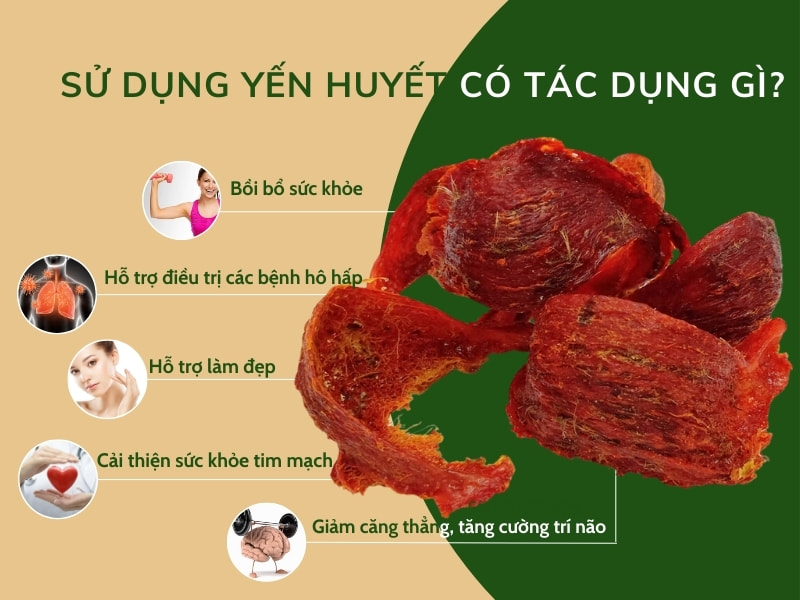 Yến Huyết Có Tác Dụng Gì?